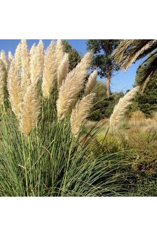 Stipa Pampas Otu Fidanı 40 Cm 1-2 Yaş Arası Tüplü