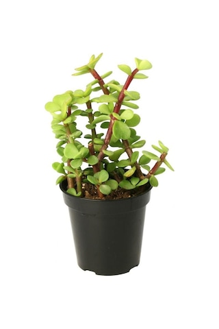 Portulacaria Afra Variegata - 20 Adet Sukulent - Teraryum Bi
