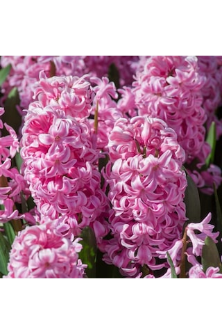 Hyacinthus Fondant Sümbül Soğanı 3 Adet