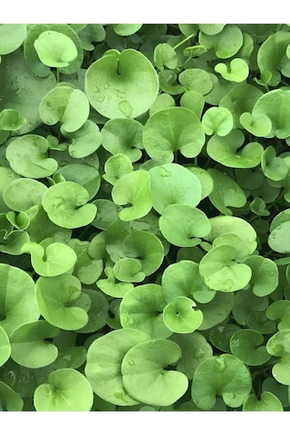 Fare Kulağı Çim Kundura Çimi Gölge Çimi Dichondra Repens 1 Adet Saksılı