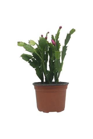 Videolu Pembe Renk Yılbaşı Çiçeği 4 Adet Saksılı 10-15cm Salon Bitkisi Paskalya