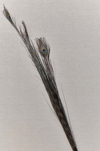 Pasabahce Peacock 136 Cm - 1 Adet Cok Renkli