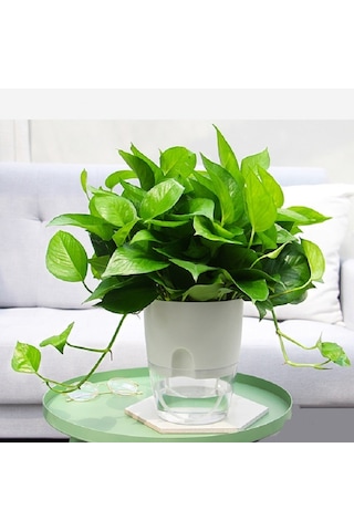 Şeffaf Plastik Çift Katmanlı Su Depolama Otomatik Su Emici Saksı, Boyut: A705 Kalibre 10.5cm Beyaz Şeffaf Havza