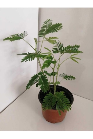 Küstüm Çiçeği Fidanı 10-20 Cm