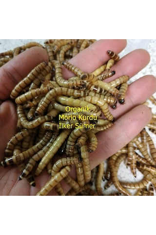 Morio Kurdu Yem 100 Adet