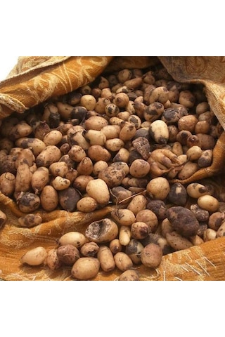 Salep Yumrusu Tohumu 10 Adet