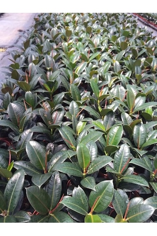 Hediyelik Mini Boy Kauçuk Çiçeği Canlı Yapraklı 20-45cm Ficus Elastica