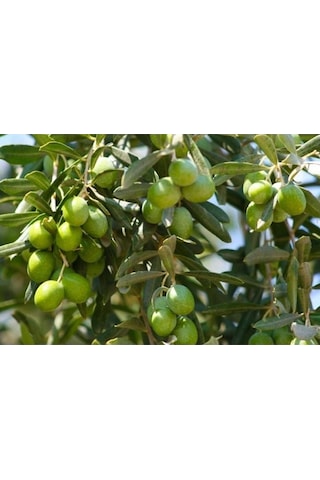 Thebestonline Gemlik Yeşil Zeytin Fidanı, 1 Adet