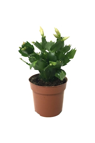 Schlumbergera 'White' (Yılbaşı Çiçeği) Ø8,5 CM Y15-20 CM