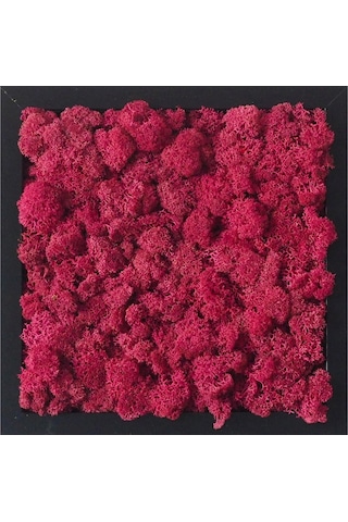 Reindeer Moss Mürdüm Şoklanmış Norveç Yosunu 30gr