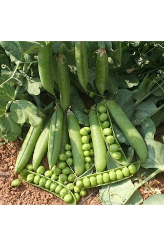 100 Adet Iri Taneli Utrillo Bezelye Sebze Tohumu