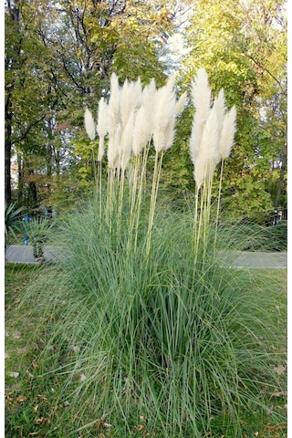 Stipa Pampas Otu Fidanı 40 Cm 1-2 Yaş Arası Tüplü