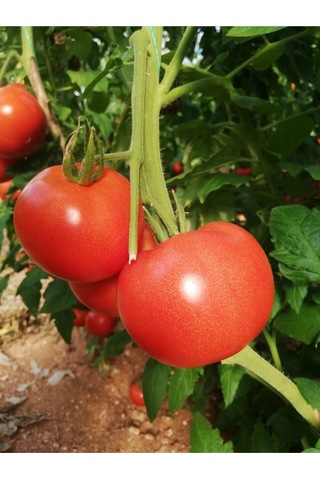 Salkım Domates Tohumu 30 Adet