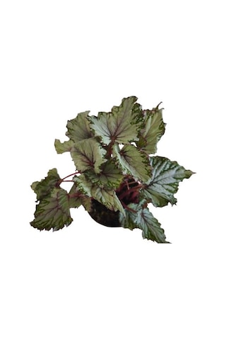 Begonia Rex Asian Rex Begonya
