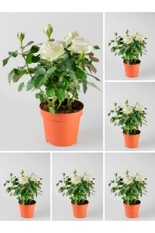 Videolu Yediveren Krem Beyaz Renginde Yoğun Kokulu 40 60 Cm 2 Adet Saksılı Aşılı Gül White Rose
