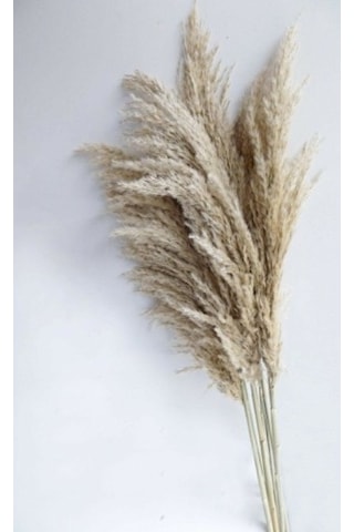 Pampas 10 Adet