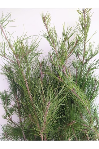 Fidan Kızıl Çam Fidanı 80 -100 Cm Boy 1 Adet