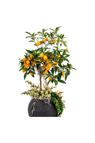 Bonsai Kumkuat - Kamkat Ağacı Tohumu Tropikal Ağaç Tohumları 5 Adet Tohum