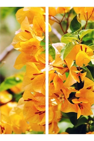 Videolu Sarı Sarıcılı Begonvil Çiçeği Fidanı 40-80 Cm Saksılı Dış Mekan Ağaçları Bougainvillea