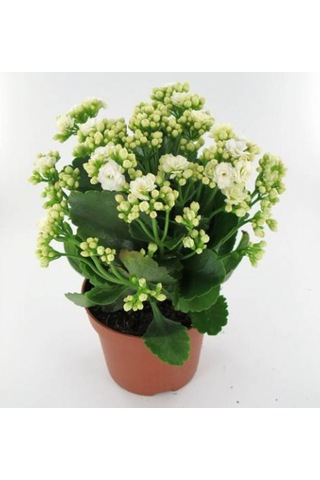 Kalanşo Çiçeği Kalanchoe 10 Adet Beyaz