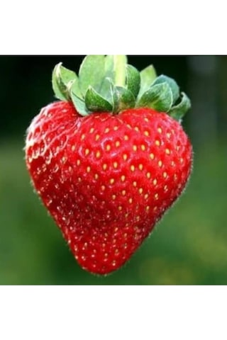 10 ADET RUBNUGEN ÇİLEK FİDANI AÇIK KÖK