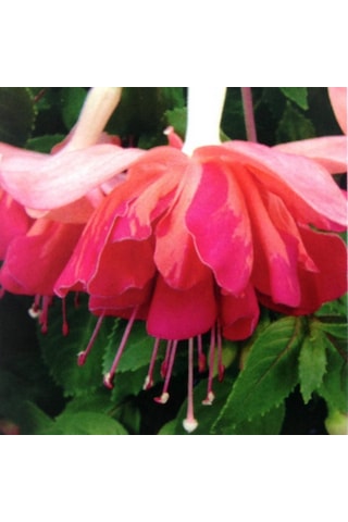 Xxl Dev Çiçeki Marbeller Salmon Orange King Küpe Çiçeği Fidesi 1 Adet