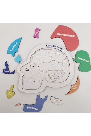 Moon Beavers Kafanın Yapısı Ahşap Eğitici Oyun