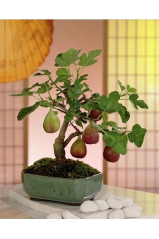 Bonsai Siyah Incir Ağacı Tohumu 5 Adet Tohum Ekim Seti + Saksı + Toprak
