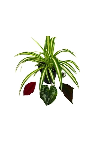 Orta Boy Chlorophytum Comosum Kurdele Çiçeği 15-25 Cm