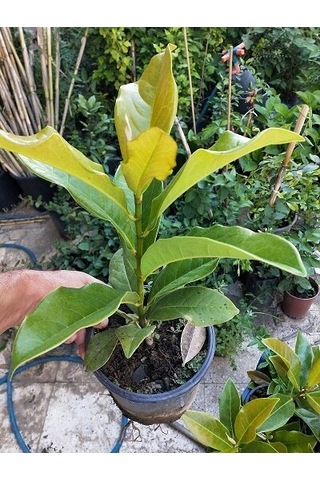 Manolya Ağacı 30-40 Cm. Saksıda. 12 Ay Dikilebilir N11.6748