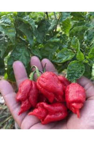 20 Adet Tohum Kırmızı Dünyanın En Acı Biberi Habanero Biberi Tohu