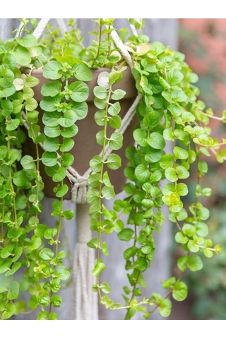 Makrome Saksılı Sarı Kız Çiçeği 1 Adet 20-40cm Altın Kolye Lysimachia Nummulari