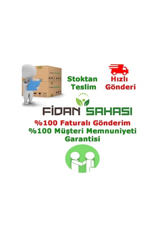 Tüplü Laz Kirazı karayemiş Fidanı 2 Yaş Boy 70-90 Cm