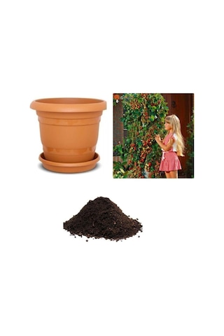 Alman Çilek Ağacı Tohumu Ekim Seti