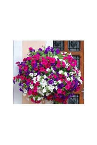Dashing Look Karışık Petunya Çiçeği Tohumu 25 Adet Tohum Çiçek Tohumu Th-8777963100230