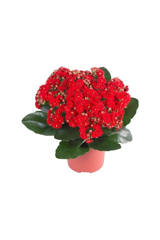 Kalanşo Çiçeği 4 Adet Pembe.Beyaz.Kırmızı.Sarı Renk