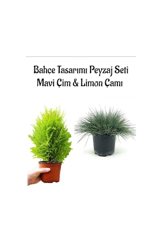 Mavi Çim 1 Adet Saksılı 10-20cm +limon Çamı 30-60cm 1adet Bahçe Seti