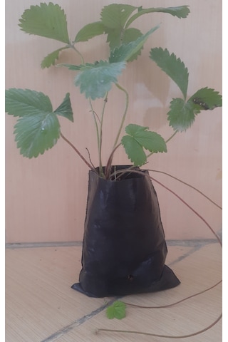 Karadeniz Yabani Dağ Çileği Fidesi Saksıda 1 Adet 10-20 CM