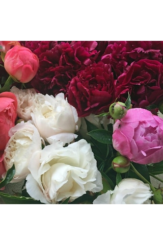 Mixed Color Peony Karışık Renkli Şakayık Çiçeği Yumrusu 3 Adet