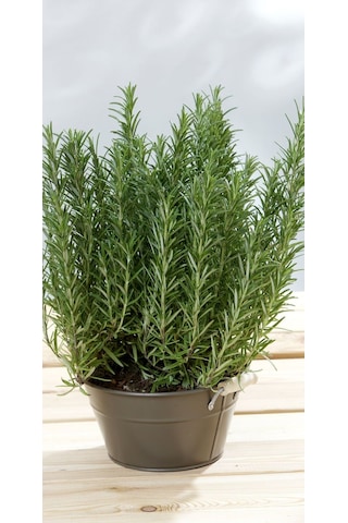 Biberiye Fidanı - Rosmarinus Officinalis 2 Yaşında Tüplü