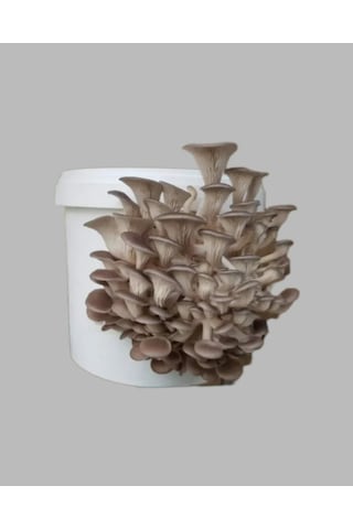 1 Adet Kovada İstiridye Kavak Kayın Mantarı Yetiştirme Deneme Kiti 1 Adet