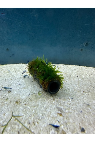 Canlıpetshop Y-moss Sarılı Tüp Tekli Karides Üretim Tüpü Yuvası ve Akvaryum Dekoru