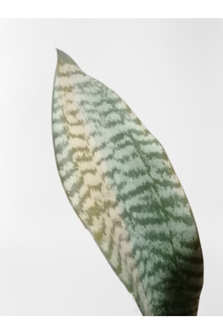 Çok Avantajlı Mini Paşa Kılıcı Sansevieria 30-40cm