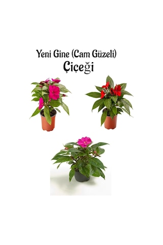 Serada Decor Plant - Kırmızı + Fuşya + Pembe Renk Yeni Gine Cam Güzeli Çiçeği 4 Adet Balkon Bitkisi 10 - 15 CM