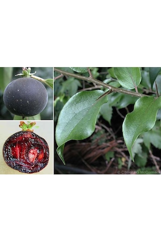 Ketembilla Fidanı 1 Yaş 15-20 Cm