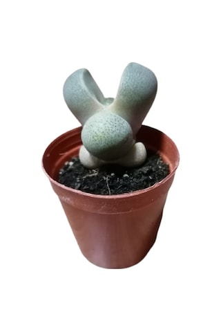 Serada Decor Plant Pleiospilos Nelii Lithops Turuncu Çiçek Açan Taş Kaktüs Yaşayan Taşlar