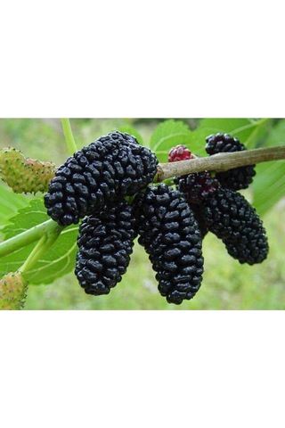 Karadut Tohumu Dev Karadut Tohumu 5 Adet Tohum