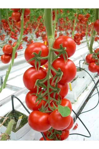 Fide Vadisi Domates Tohumu Cherry 1GR