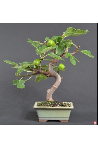 Bonsai Siyah Incir Ağacı Tohumu Yetiştirme Kiti