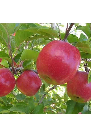 Pink Lady Elma Fidanı 3 Yaş Tüplü ve Aşılı